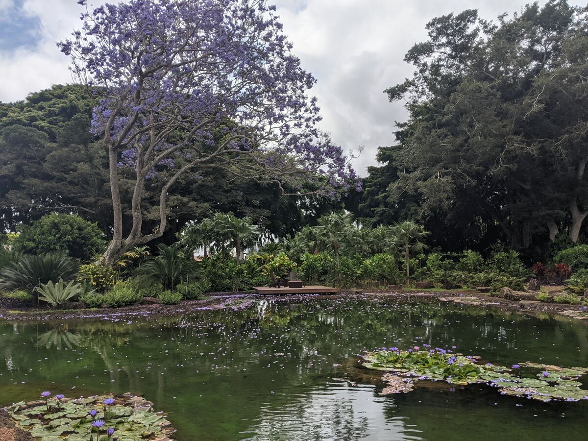 Jacaranda tree at Sensei Lāna'i, A Four Seasons Resort